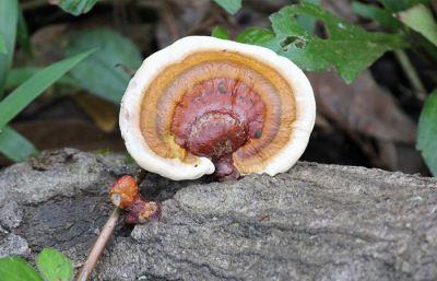 Η επίδραση του Reishi στην παχυσαρκία!